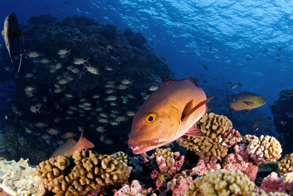 Остров Восток Остров Восток